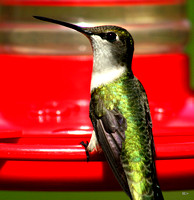 bird watching in my back yard swallows, hummers and cardinals2-May-16