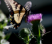 thistle butterfly-Aug-17